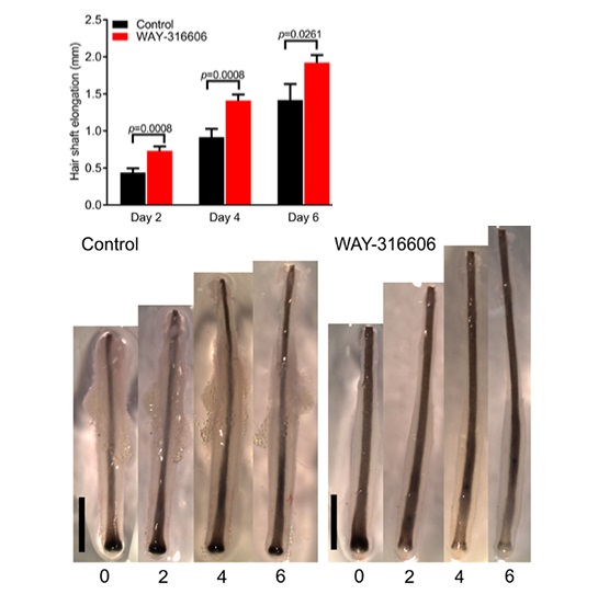 way-316606 for treating hair loss