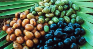 Bundle of berries from saw palmetto as a natural hair loss treatments