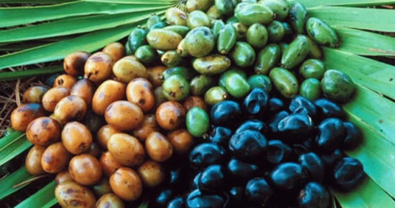 Bundle of berries from saw palmetto as a natural hair loss treatments