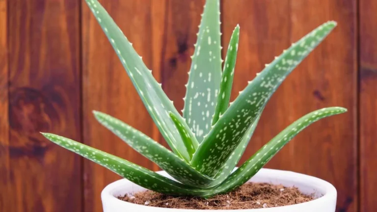 Aloe vera plant in a pot natural treatments for hair loss at hairloss-recovery