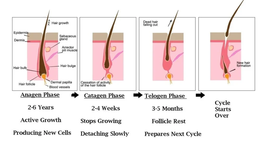 Showing the growth cycle for hair