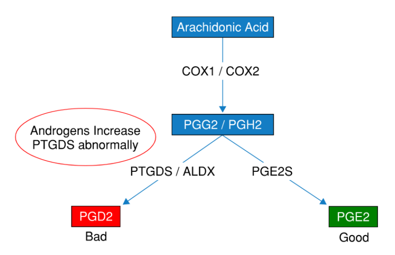 Flowchart showing how setipiprant and pge2 helps hair growth and stop hair loss