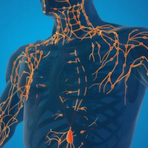 the human lymphatic system for how it relates to hair loss and hair growth