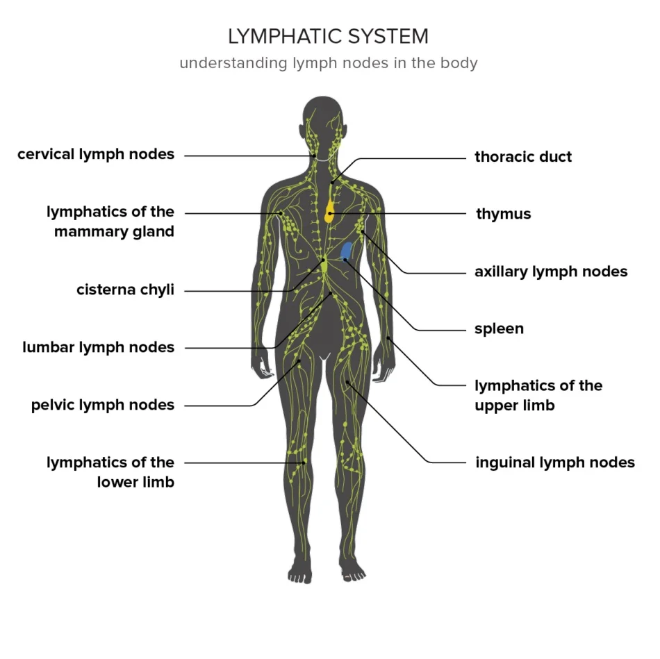 Diagram showing the lymphatic system to understand how it relates to hair loss and hair growth