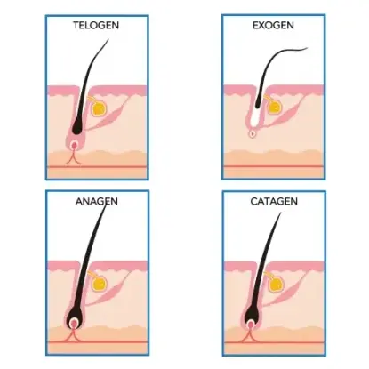 the 4 stages of hair growth