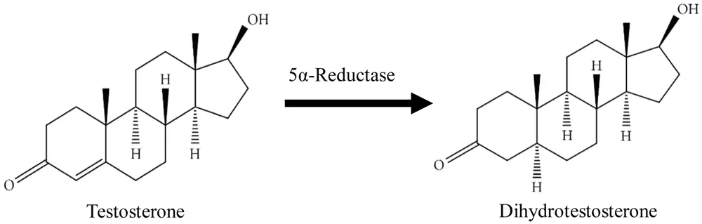 conversion of testosterone to DHT