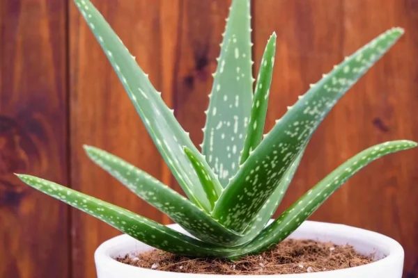 Aloe vera plant in a pot natural treatments for hair loss at hairloss-recovery