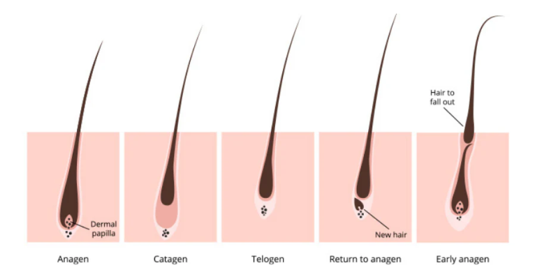 hair growth cycle for the minoxidil shed